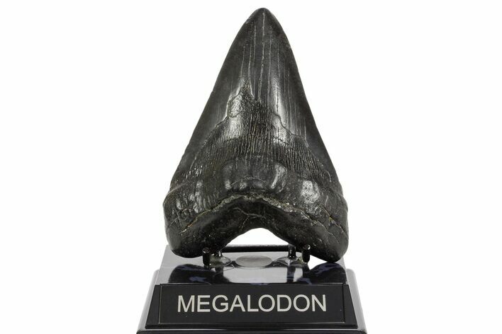 Fossil Megalodon Tooth - South Carolina #369998